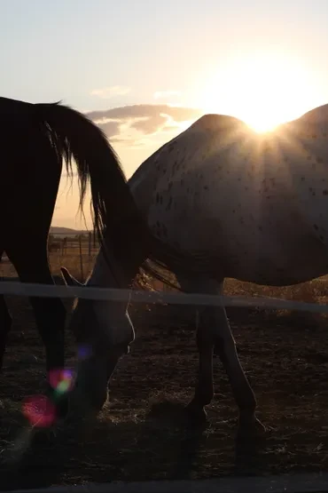 Two horses silhouetted against a golden sunset at Harmony Ranch