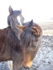 Diana's stallion Galahad